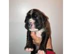 Boxer Puppy for sale in Hyde Park, NY, USA