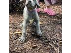Great Dane Puppy for sale in Marietta, GA, USA