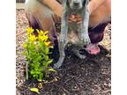 Great Dane Puppy for sale in Marietta, GA, USA