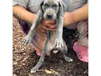 Great Dane Puppy for sale in Marietta, GA, USA