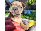 French Bulldog Puppy for sale in Anaheim, CA, USA