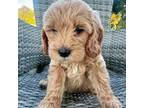 Mutt Puppy for sale in Leakesville, MS, USA