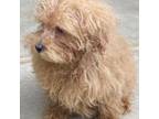 Poodle (Toy) Puppy for sale in Warrenton, MO, USA