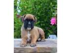 NHSC Champion Boxer Puppies Available
