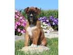 OKUG Champion Boxer Puppies Available