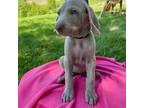 Weimaraner Puppy for sale in Prairie Du Chien, WI, USA