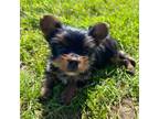 Yorkshire Terrier Puppy for sale in Athens, WI, USA