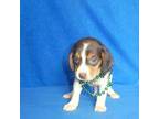 Beagle Puppy for sale in Olpe, KS, USA