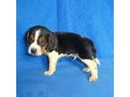 Beagle Puppy for sale in Olpe, KS, USA