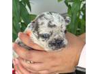 French Bulldog Puppy for sale in Rocky Mount, NC, USA