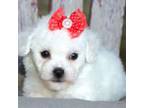 Bichon Frise Puppy for sale in Ruston, LA, USA