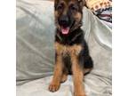 German Shepherd Dog Puppy for sale in Sacramento, CA, USA