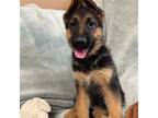 German Shepherd Dog Puppy for sale in Sacramento, CA, USA