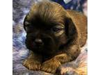 Shih-Poo Puppy for sale in Tuckerton, NJ, USA