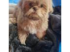 Shih Tzu Puppy for sale in Carrollton, OH, USA