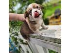 Pembroke Welsh Corgi Puppy for sale in Peotone, IL, USA