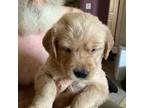 Golden Retriever Puppy for sale in Skipperville, AL, USA