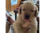 Golden Retriever Puppy for sale in Skipperville, AL, USA