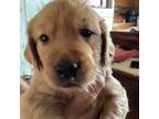 Golden Retriever Puppy for sale in Skipperville, AL, USA