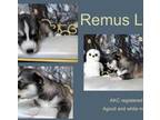 Siberian Husky Puppy for sale in Green Cove Springs, FL, USA