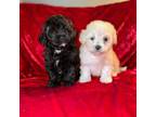 Shih Tzu Puppy for sale in Detroit, MI, USA