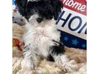 Chinese Crested Puppy for sale in Lake City, FL, USA