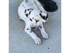 Dalmatian Puppy for sale in Apple Valley, CA, USA