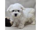 Bichon Frise Puppy for sale in Donnellson, IA, USA