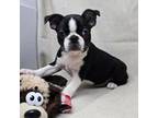 Boston Terrier Puppy for sale in Donnellson, IA, USA