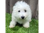 Bichon Frise Puppy for sale in Donnellson, IA, USA