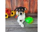 Parson Russell Terrier Puppy for sale in Oxford, CT, USA