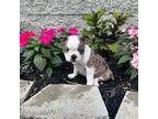 Boston Terrier Puppy for sale in Cub Run, KY, USA