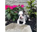 Boston Terrier Puppy for sale in Cub Run, KY, USA