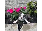 Boston Terrier Puppy for sale in Cub Run, KY, USA