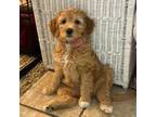 Goldendoodle Puppy for sale in Cottonwood, AZ, USA