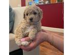 Poodle (Toy) Puppy for sale in Vancouver, WA, USA