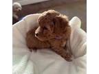 Poodle (Toy) Puppy for sale in Vancouver, WA, USA