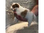 Pomeranian Puppy for sale in Fenelton, PA, USA