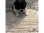 Pomeranian Puppy for sale in Fenelton, PA, USA