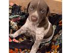 German Shorthaired Pointer Puppy for sale in Dunnellon, FL, USA