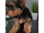 Yorkshire Terrier Puppy for sale in Pico Rivera, CA, USA