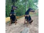 Doberman Pinscher Puppy for sale in Snellville, GA, USA