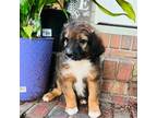 Aussiedoodle Puppy for sale in Atlanta, GA, USA
