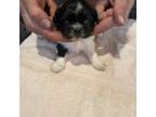 Shih Tzu Puppy for sale in Duluth, MN, USA