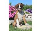 ASWD Champion Boxer Puppies Available