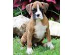 MKDS Champion Boxer Puppies Available