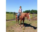 Big Beautiful Gentle Gelding Safe For The Whole Family