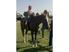 Big Beautiful Gentle Gelding For All Ages