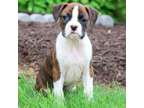 NSHA Champion Boxer Puppies Available