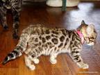 Adorable Little Bengal Girl Sweet Disposition
